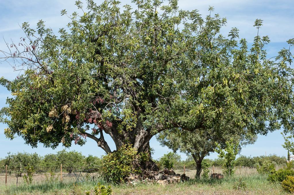 Pensao Agricola Pensionat Cabanas De Tavira Eksteriør billede