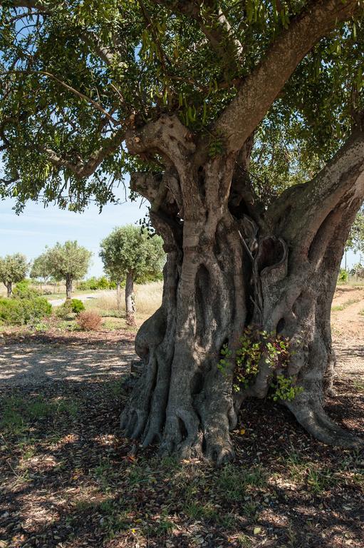 Pensao Agricola Pensionat Cabanas De Tavira Eksteriør billede