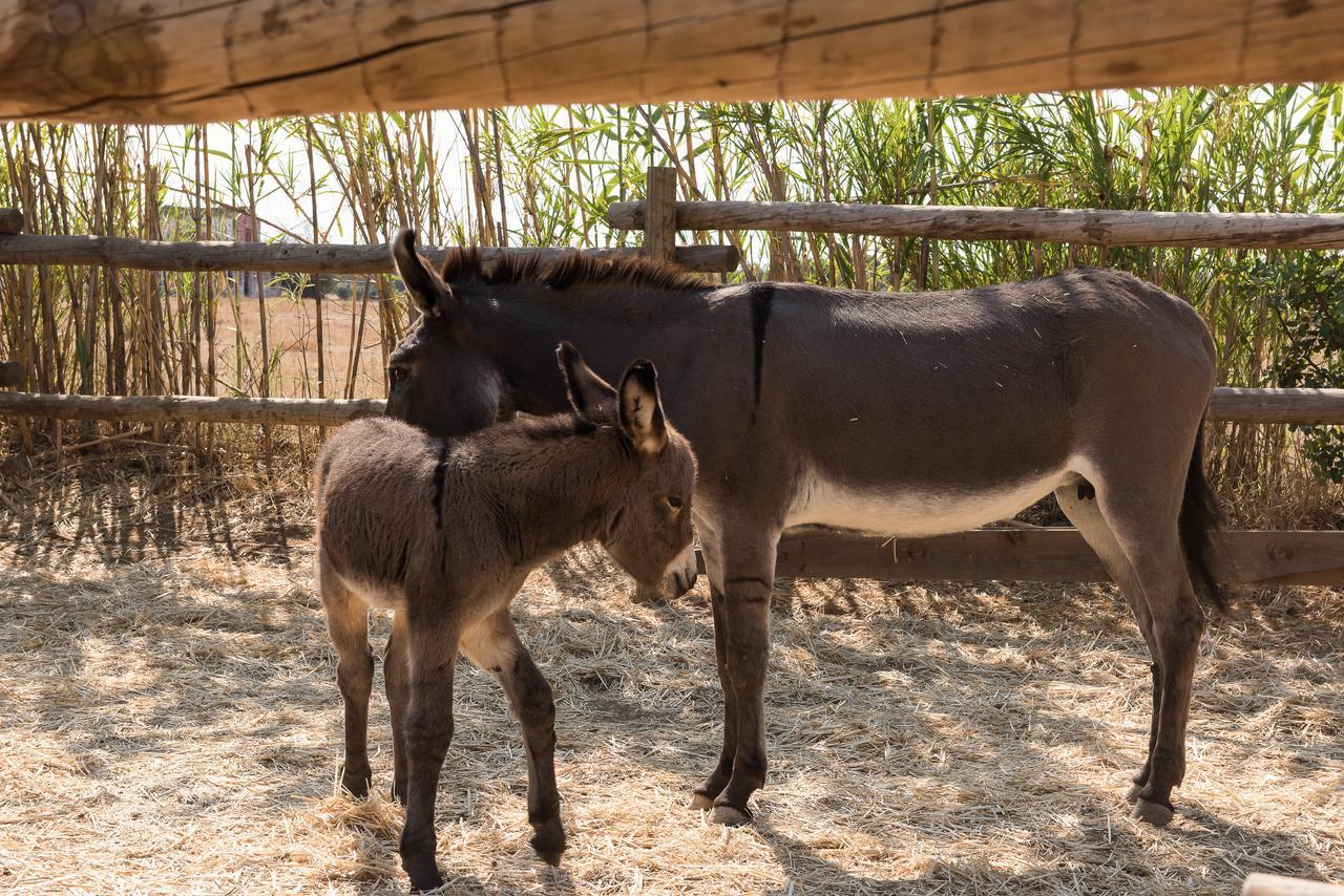 Pensao Agricola Pensionat Cabanas De Tavira Eksteriør billede